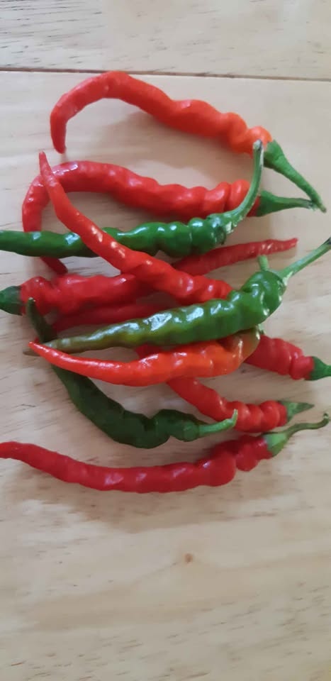 Thai Hot Pepper Seeds 🌶 - photo 2