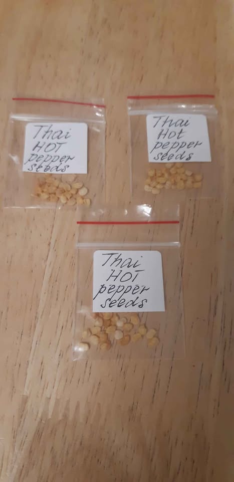 Thai Hot Pepper Seeds 🌶 - photo 3
