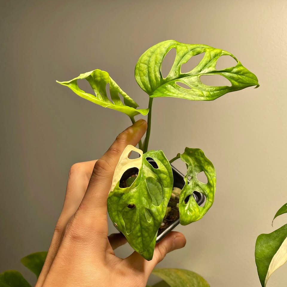 Adansonii albo monstera
