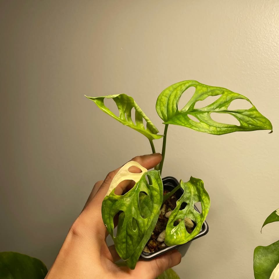 Adansonii albo monstera - photo 2