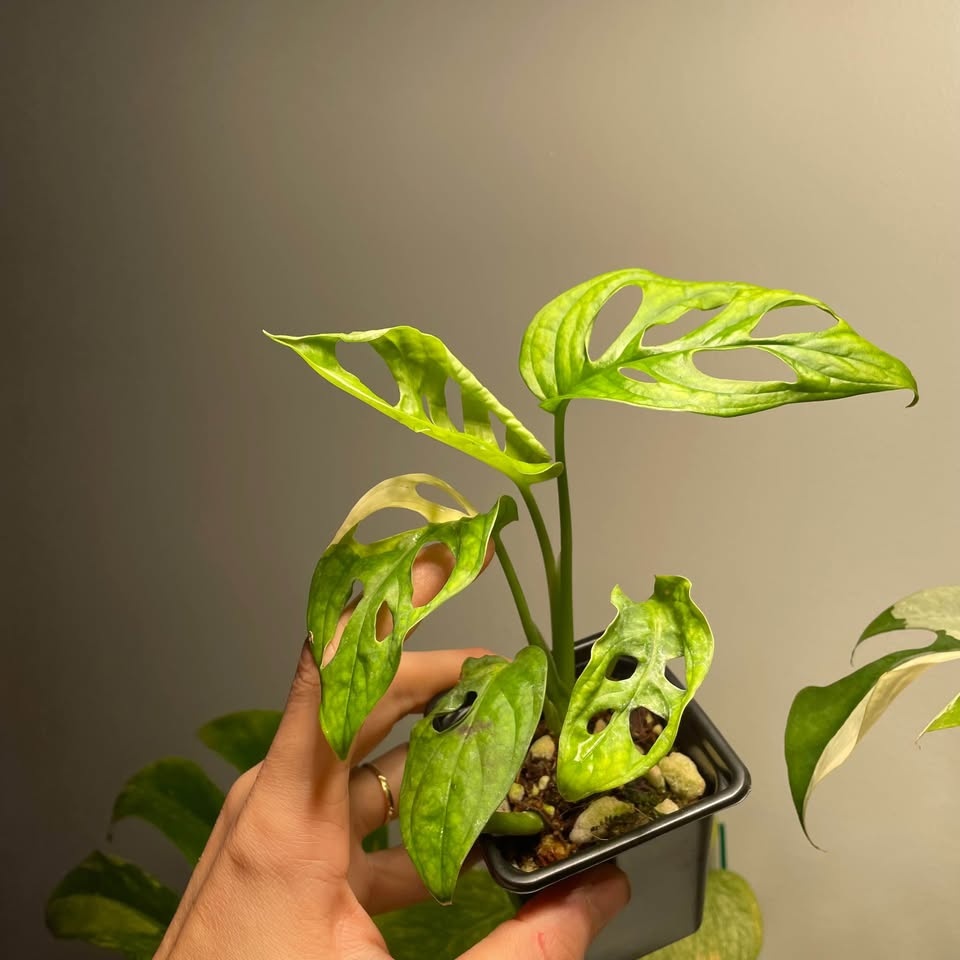 Adansonii albo monstera - photo 3
