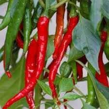 Long Red Cayenne Slim Pepper Seeds 🌶 (15 Seeds)