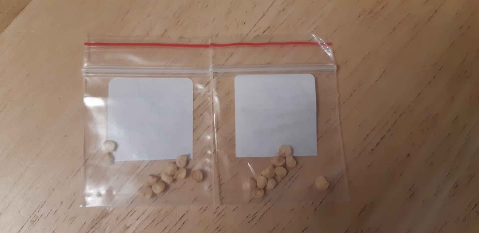 Long Red Cayenne Slim Pepper Seeds 🌶 (15 Seeds) - photo 2