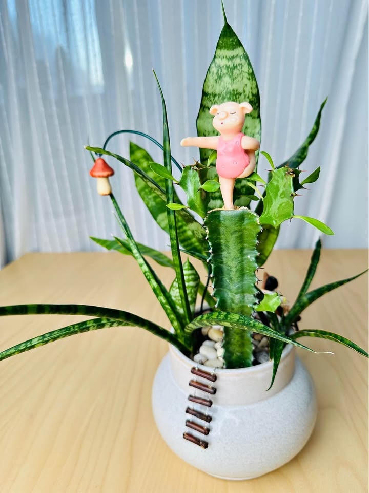 Unique Low maintenance plants