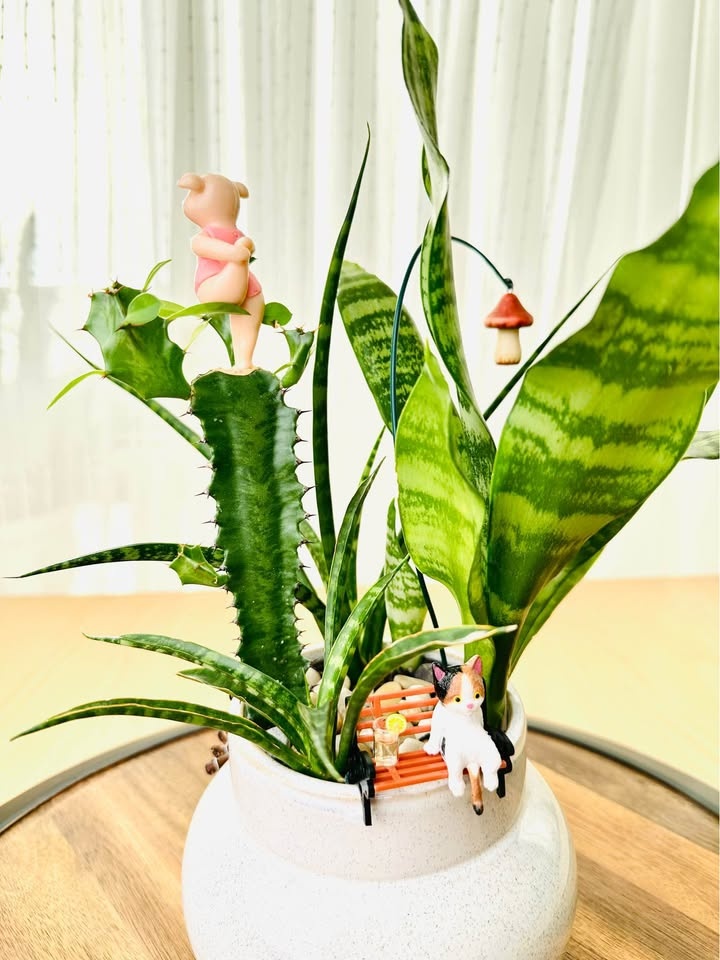 Unique Low maintenance plants - photo 2