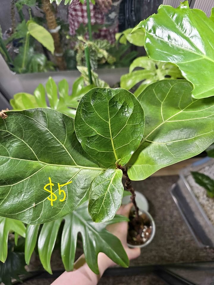 Fiddle Leaf Fig Plant (Ficus lyrata)