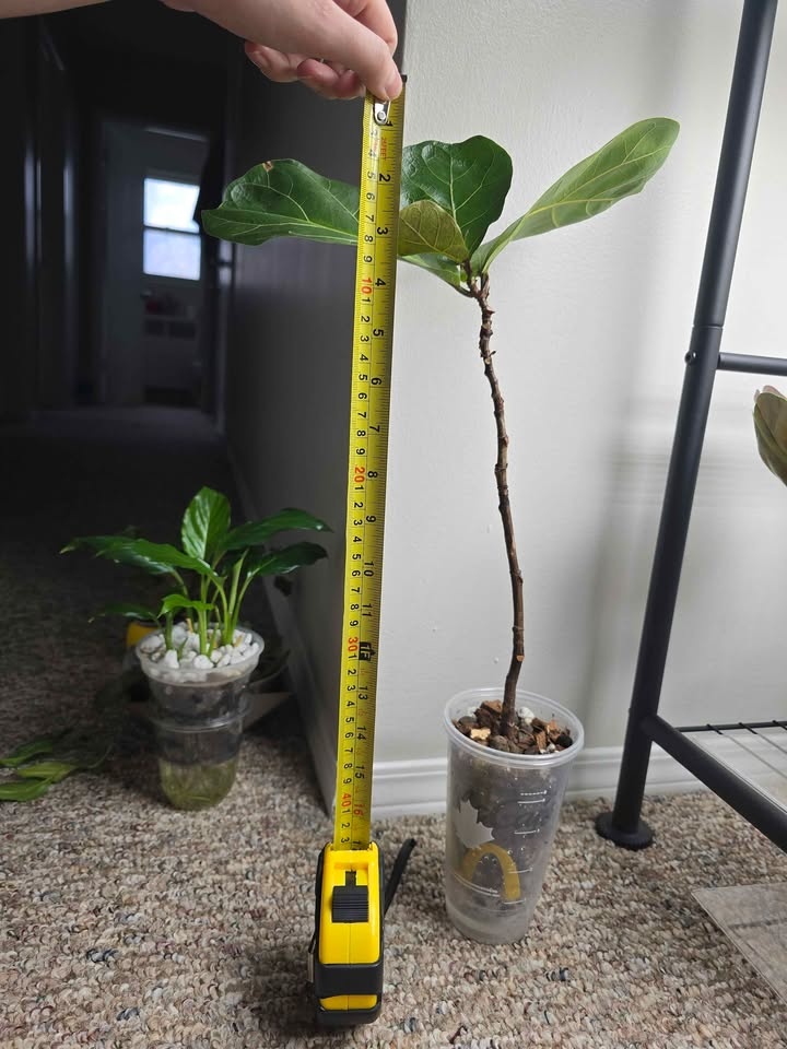 Fiddle Leaf Fig Plant (Ficus lyrata) - photo 2