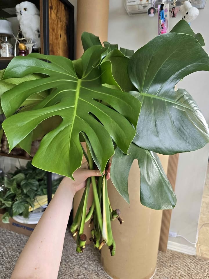 Monstera Deliciosa Plant Cuttings