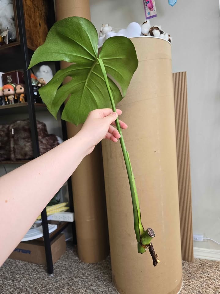 Monstera Deliciosa Plant Cuttings - photo 2