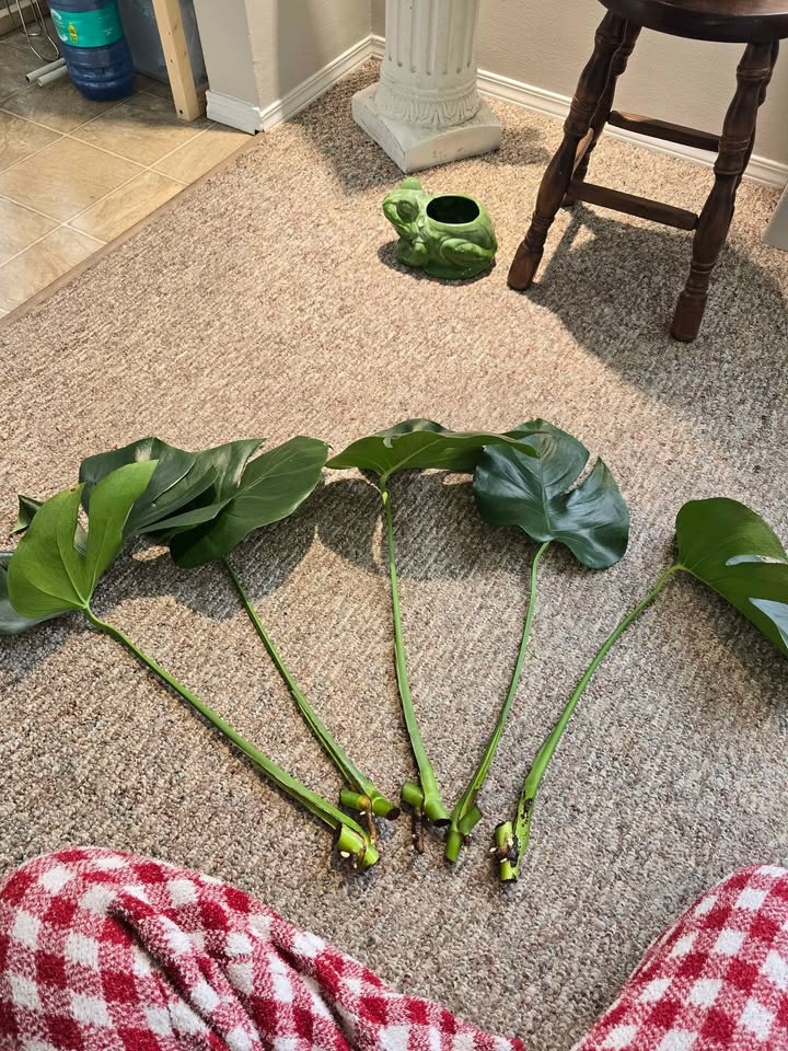 Monstera Deliciosa Plant Cuttings - photo 3