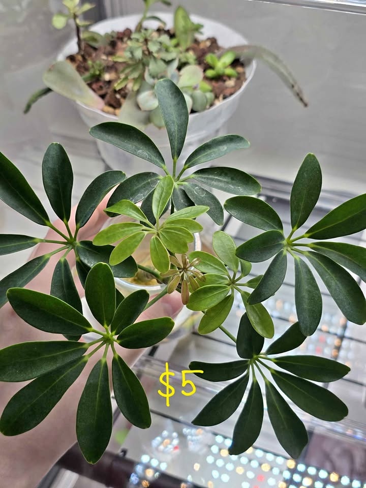 Dwarf Umbrella Tree Schefflera Arboricola
