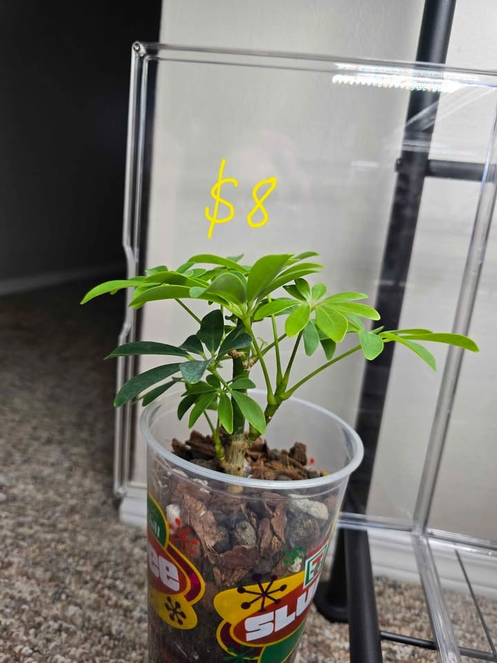 Dwarf Umbrella Tree Schefflera Arboricola - photo 3