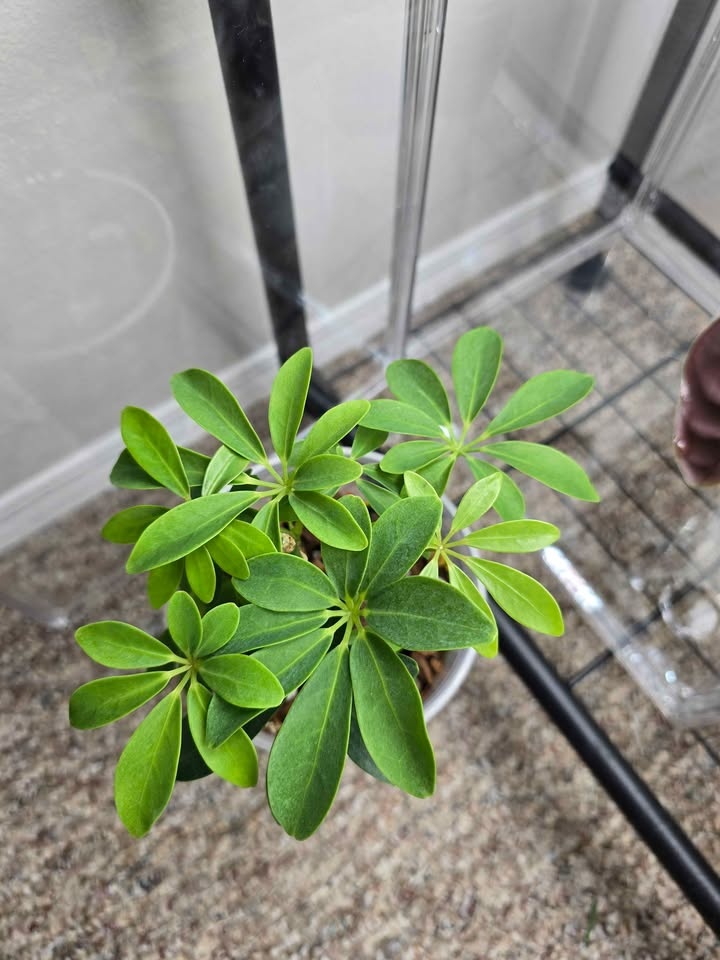 Dwarf Umbrella Tree Schefflera Arboricola - photo 4
