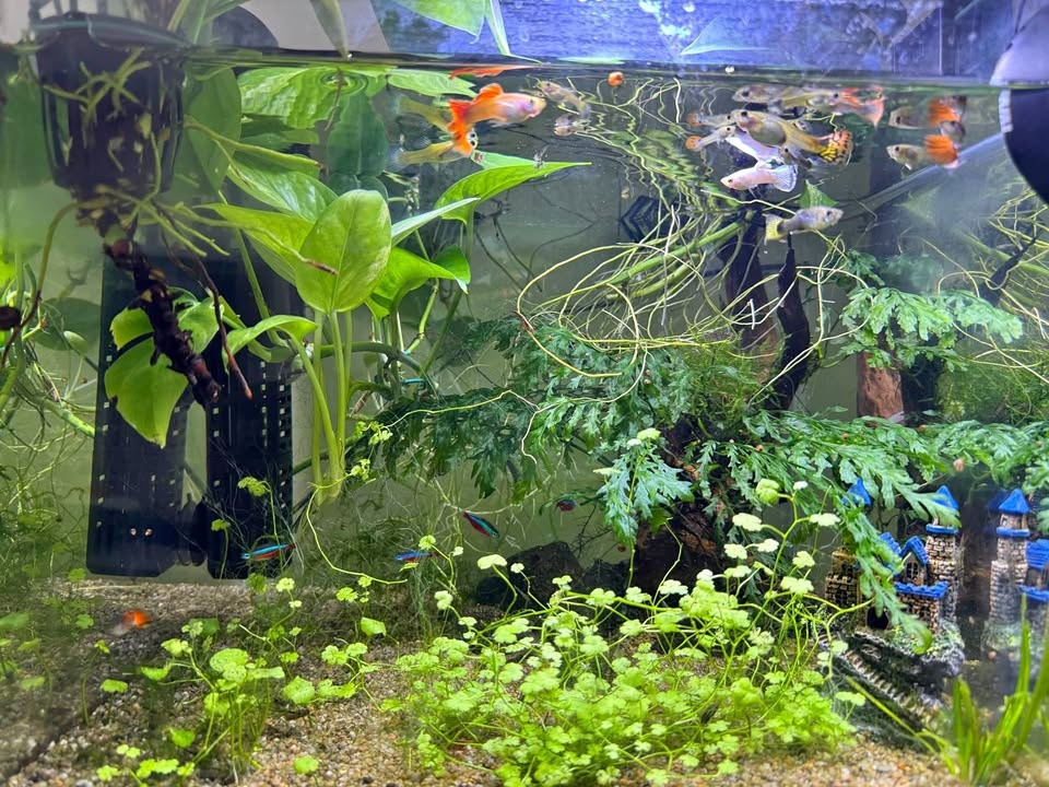 Fully Established 12 Gallon Aquarium - Complete Setup