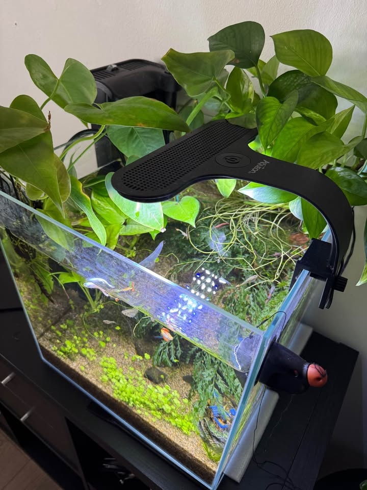 Fully Established 12 Gallon Aquarium - Complete Setup - photo 2