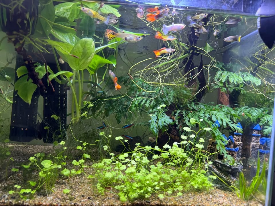 Fully Established 12 Gallon Aquarium - Complete Setup - photo 3