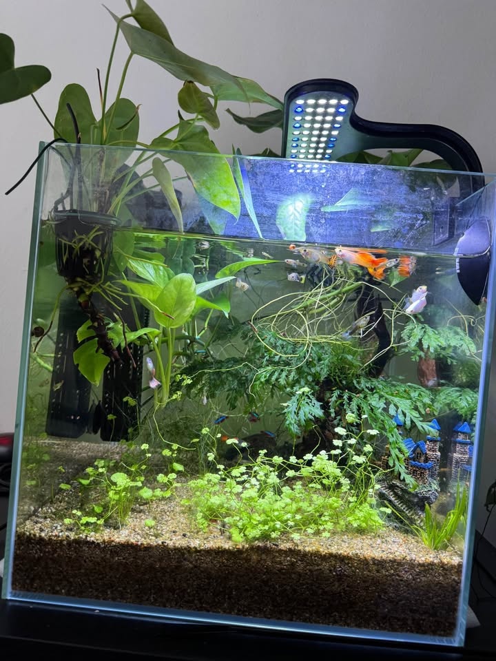 Fully Established 12 Gallon Aquarium - Complete Setup - photo 4