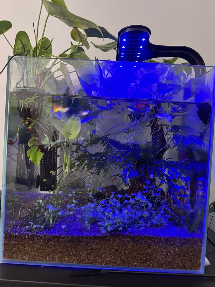 Fully Established 12 Gallon Aquarium - Complete Setup - photo 5