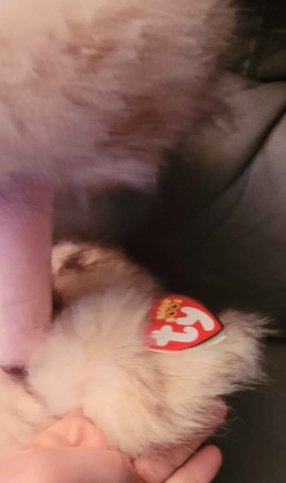 HENNA - Lg TY Beanie Boo (PENDING) - photo 5