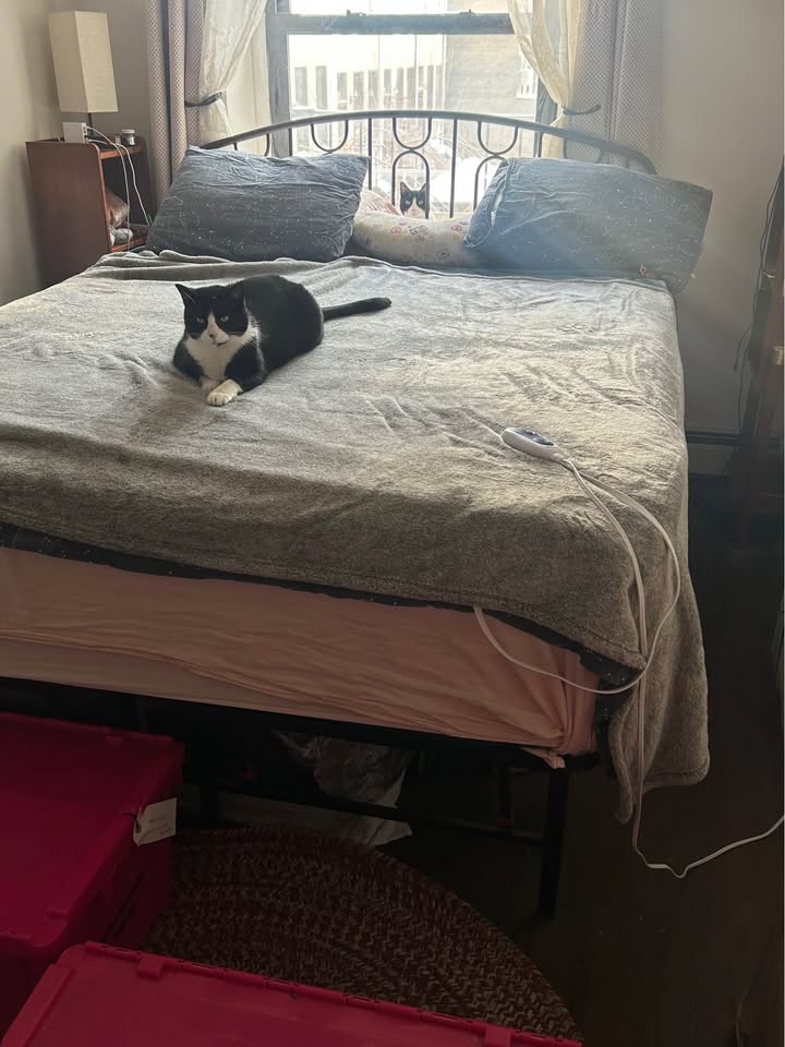 18” Tall Metal Bedframe MUST GO - photo 3