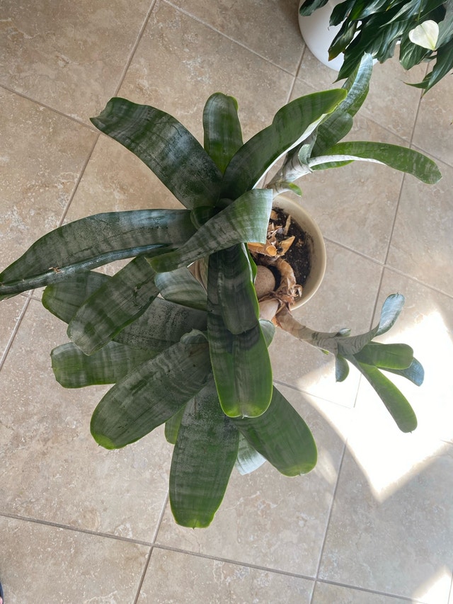 Silver Vase Plant (Aechmea) – 2 Available