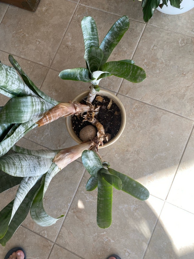 Silver Vase Plant (Aechmea) – 2 Available - photo 3