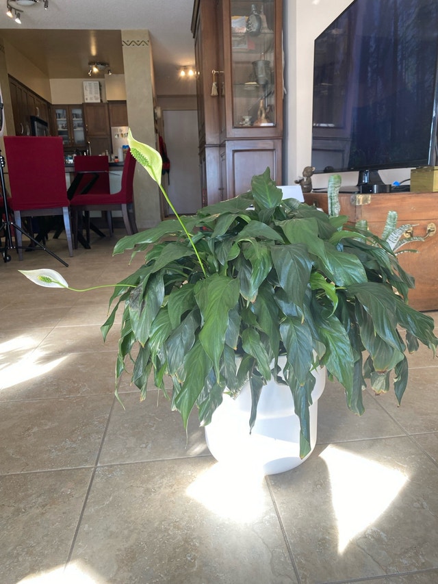Peace Lily – Large