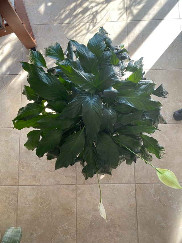 Peace Lily – Large - photo 2