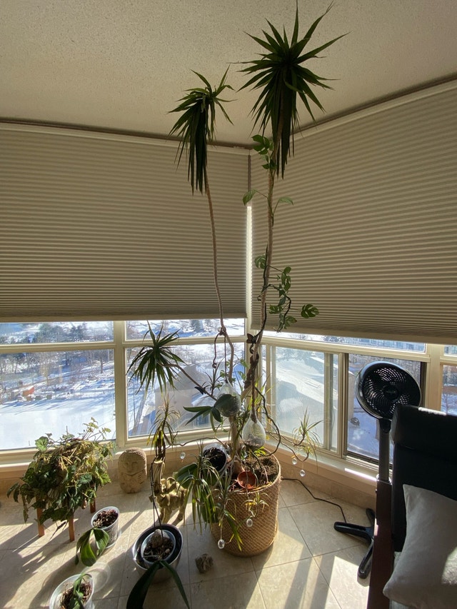 Palm Tree – Very Tall (Ceiling Height)