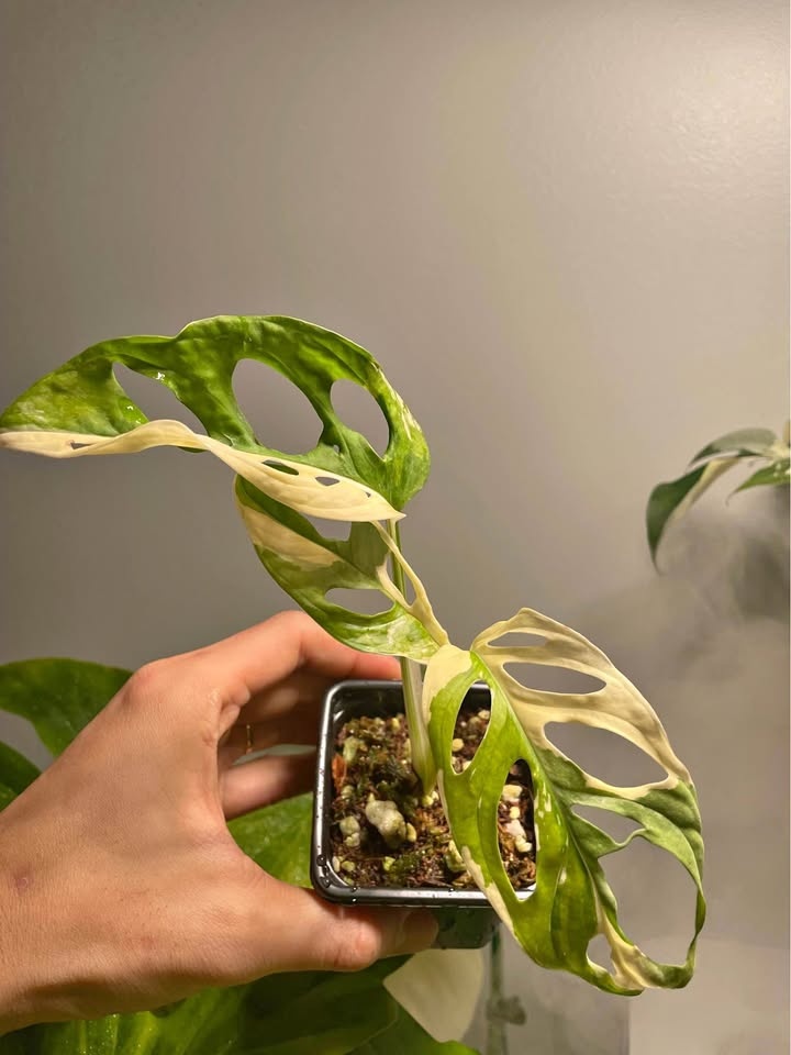 Adansonii albo monstera