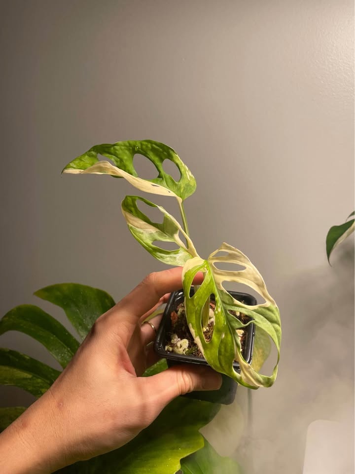 Adansonii albo monstera - photo 2