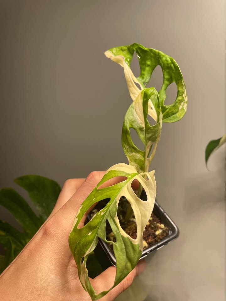 Adansonii albo monstera - photo 3