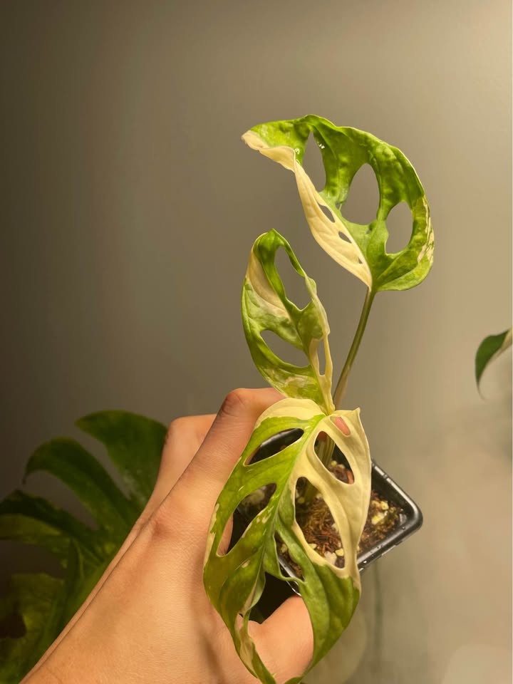 Adansonii albo monstera - photo 4