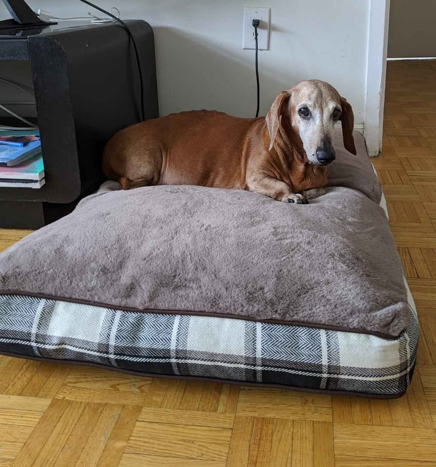 Premium Plush Orthopedic Dog Bed - photo 2
