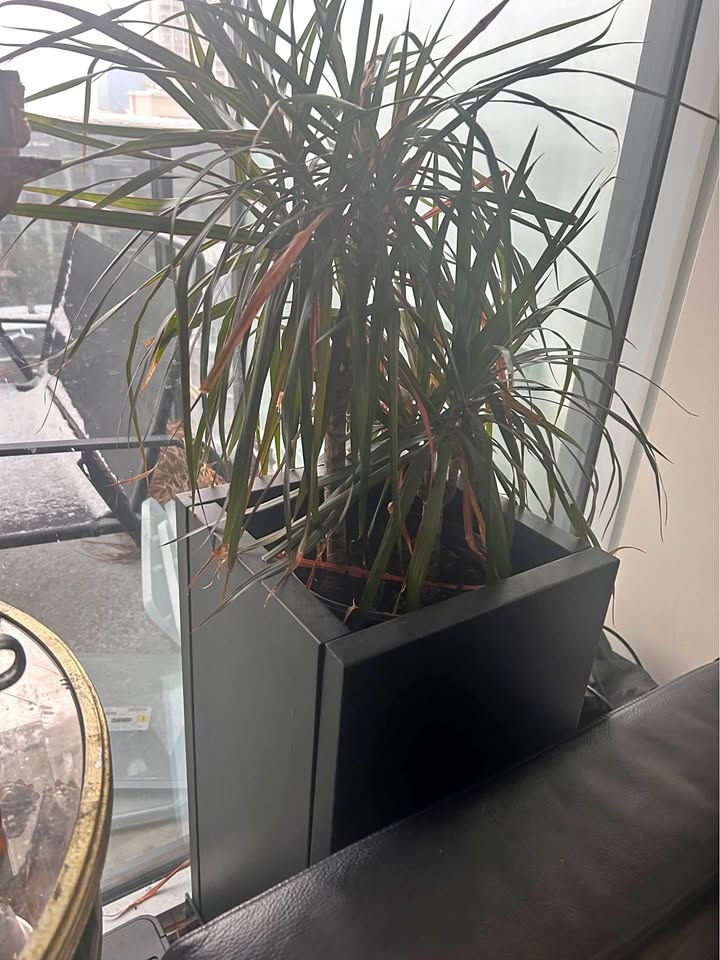 Tall metal planter, black with palm tree