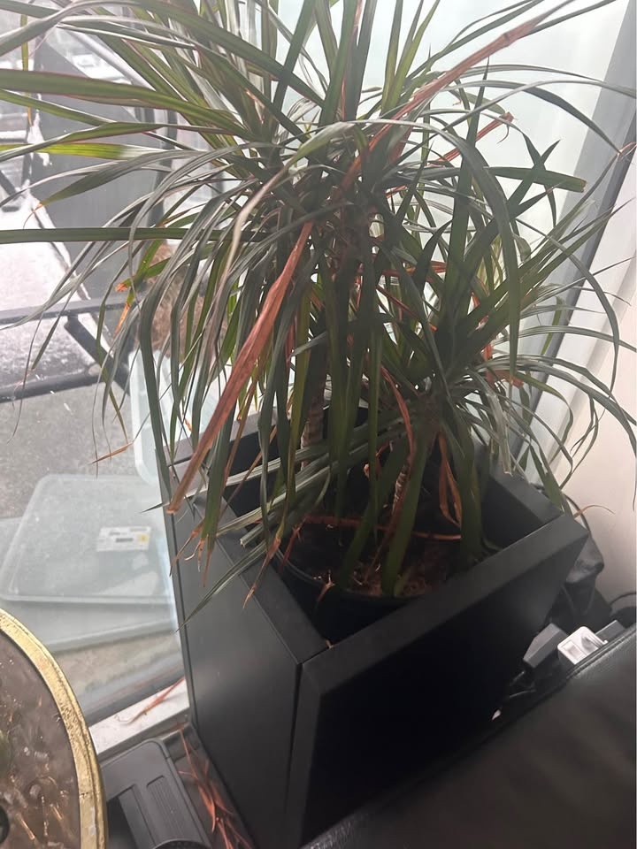 Tall metal planter, black with palm tree - photo 2