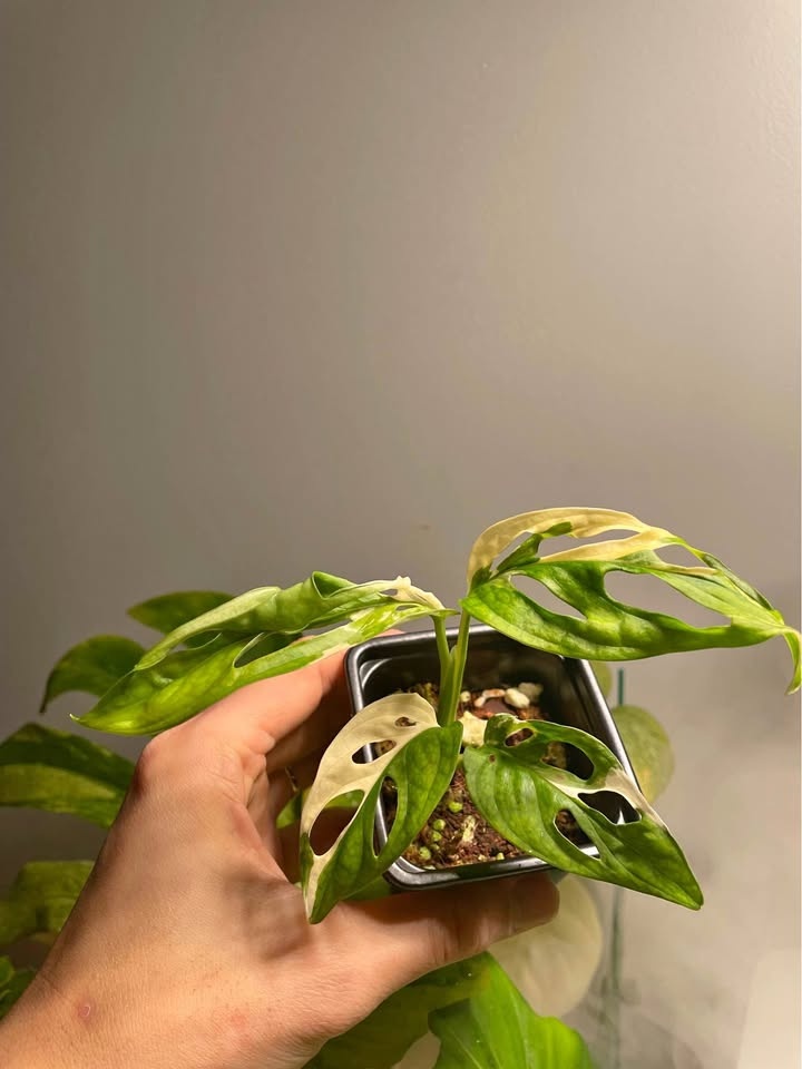 Monstera Adansonii Albo