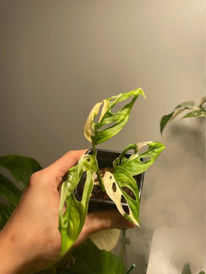Monstera Adansonii Albo - photo 2