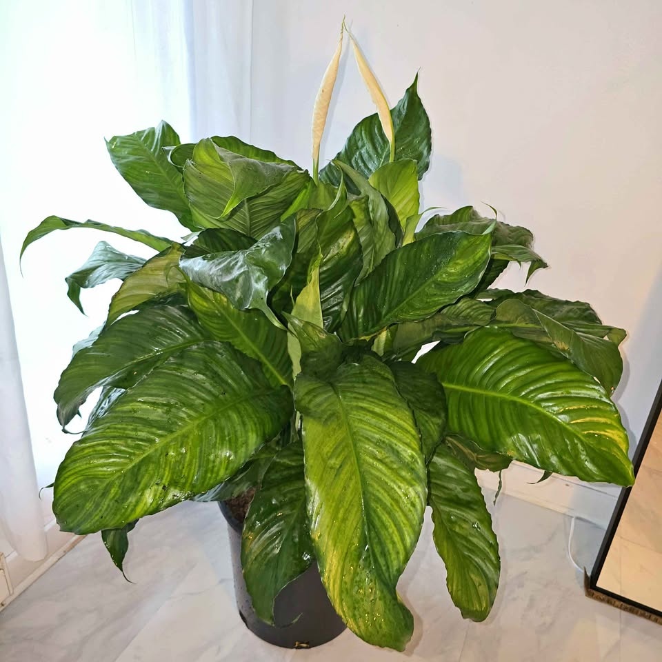 BIGGEST PEACE LILY | 4.5' Real Tropical Houseplant | FREE LOCAL