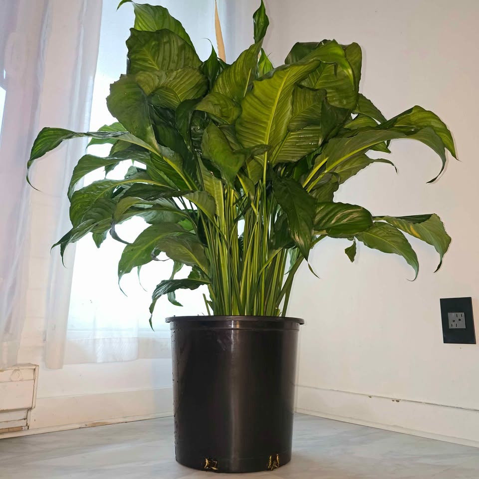 BIGGEST PEACE LILY | 4.5' Real Tropical Houseplant | FREE LOCAL - photo 2