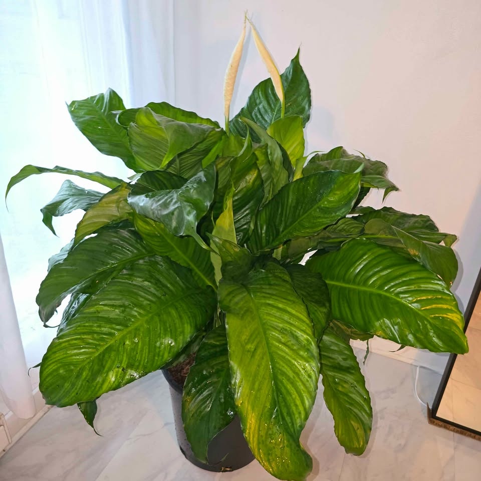 BIGGEST PEACE LILY | 4.5' Real Tropical Houseplant | FREE LOCAL - photo 3