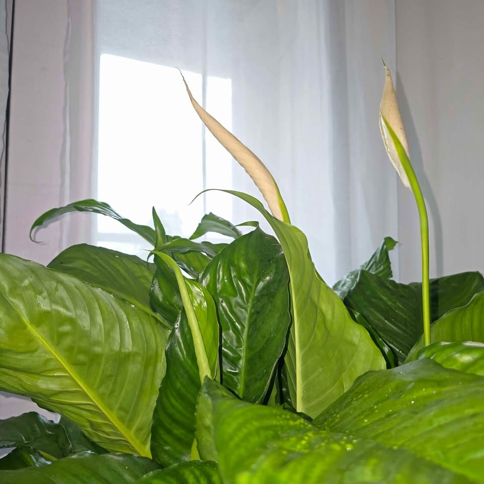 BIGGEST PEACE LILY | 4.5' Real Tropical Houseplant | FREE LOCAL - photo 4