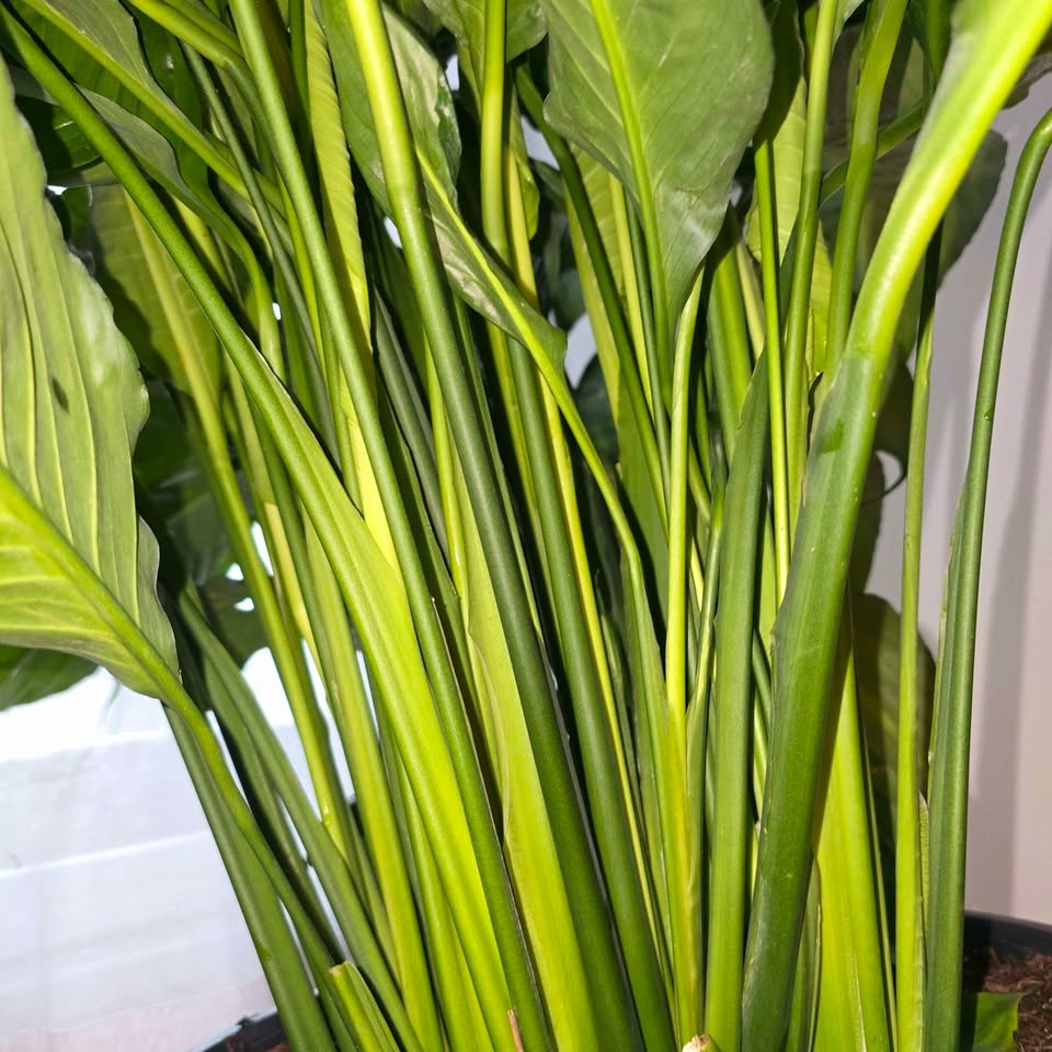 BIGGEST PEACE LILY | 4.5' Real Tropical Houseplant | FREE LOCAL - photo 5