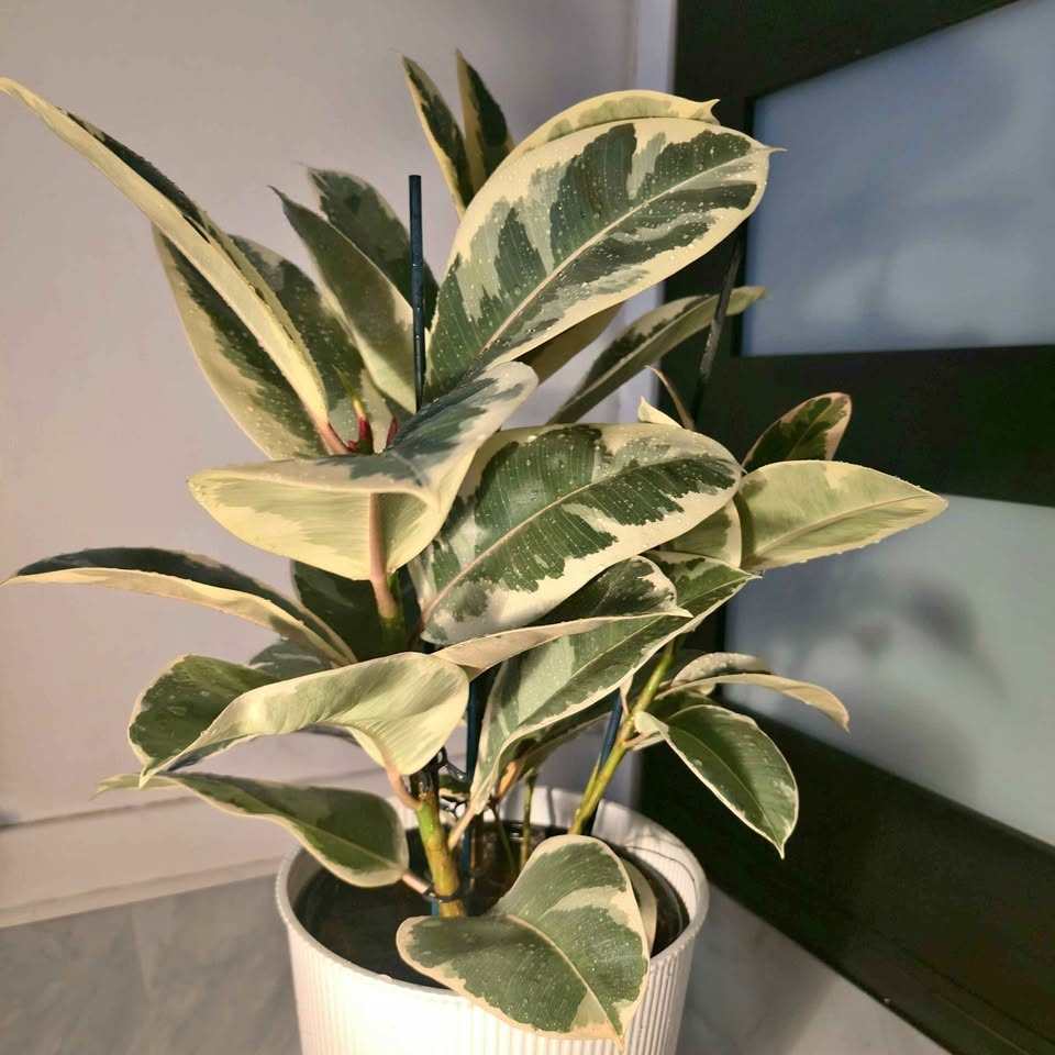 Rubber Tree | 3.4' Indoor Plant | 🟢 FREE LOCAL DELIVERY