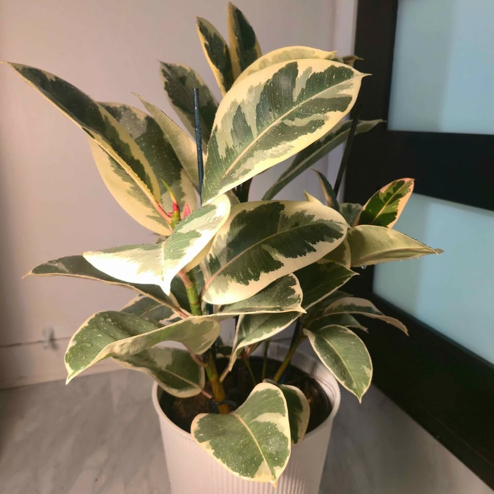 Rubber Tree | 3.4' Indoor Plant | 🟢 FREE LOCAL DELIVERY - photo 2