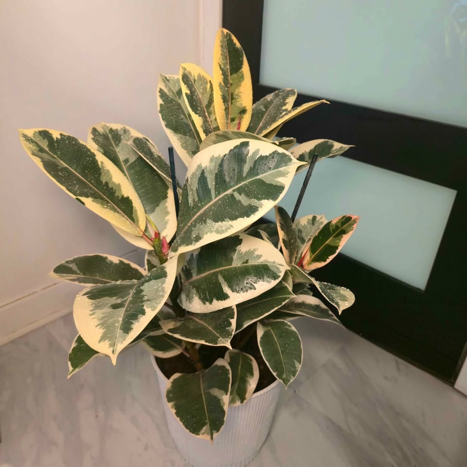 Rubber Tree | 3.4' Indoor Plant | 🟢 FREE LOCAL DELIVERY - photo 3