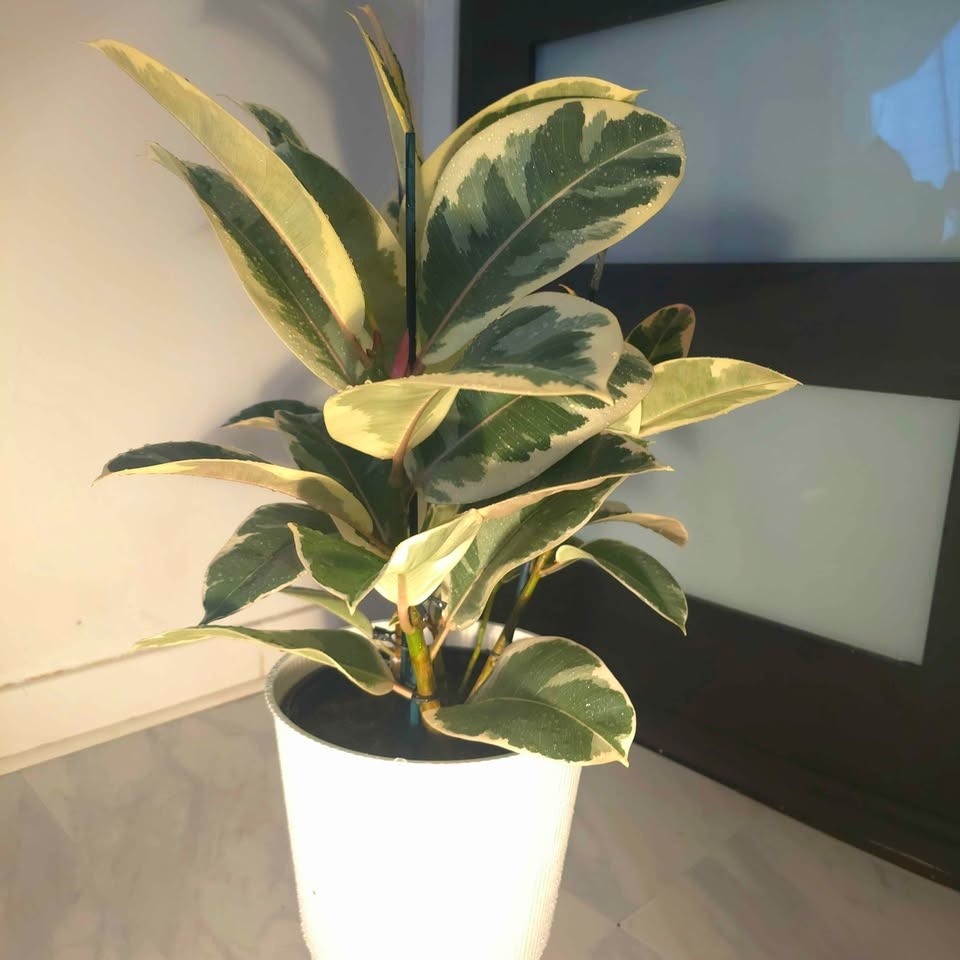 Rubber Tree | 3.4' Indoor Plant | 🟢 FREE LOCAL DELIVERY - photo 4