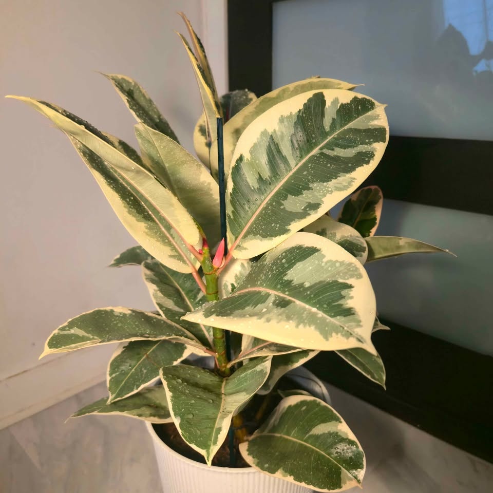 Rubber Tree | 3.4' Indoor Plant | 🟢 FREE LOCAL DELIVERY - photo 5