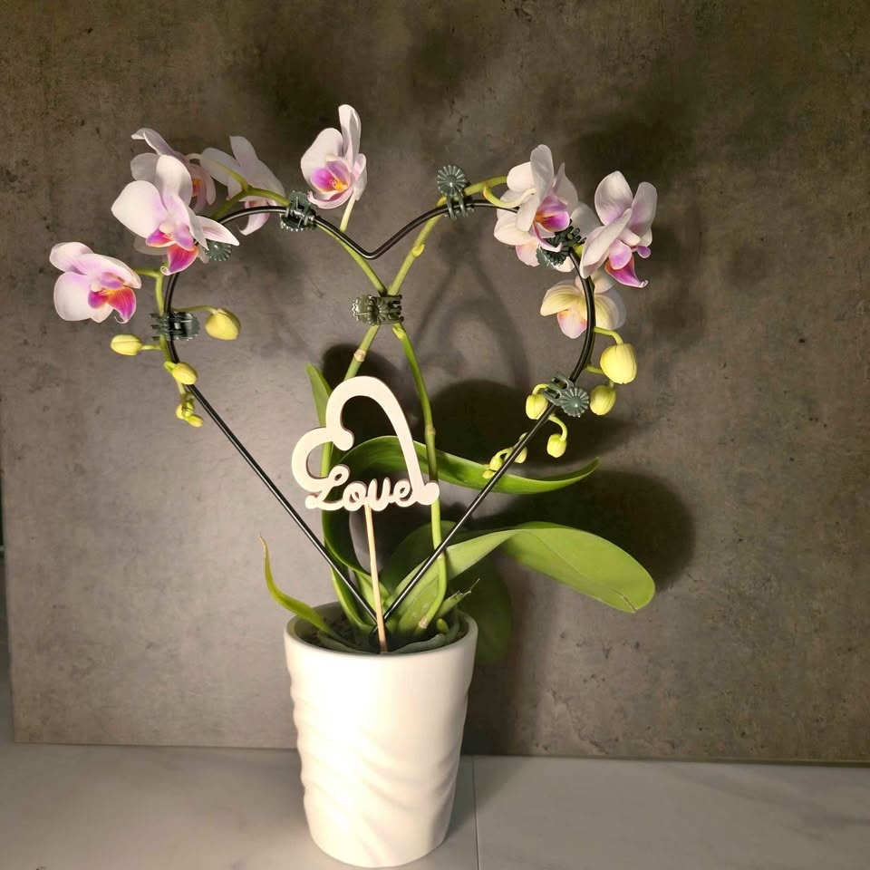 Heart-Shapped Orchid | Real Flowers | FREE LOCAL DELIVERY / PICK