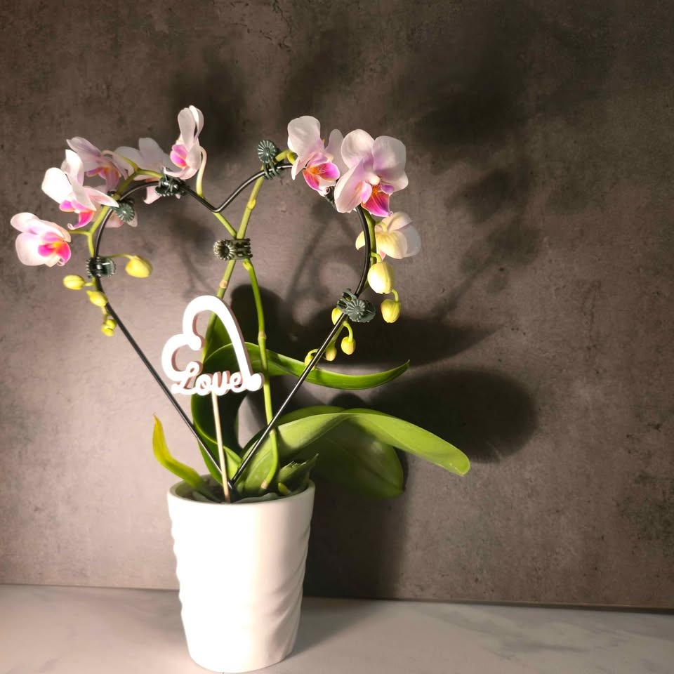 Heart-Shapped Orchid | Real Flowers | FREE LOCAL DELIVERY / PICK - photo 2